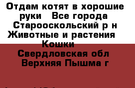 Отдам котят в хорошие руки - Все города, Старооскольский р-н Животные и растения » Кошки   . Свердловская обл.,Верхняя Пышма г.